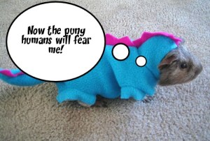 Guinea Pig Godzilla Captioned