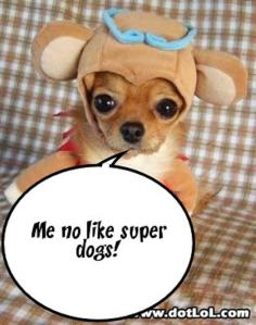 Bear Chihuahua Captioned