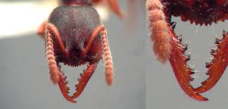 Ant Mandible