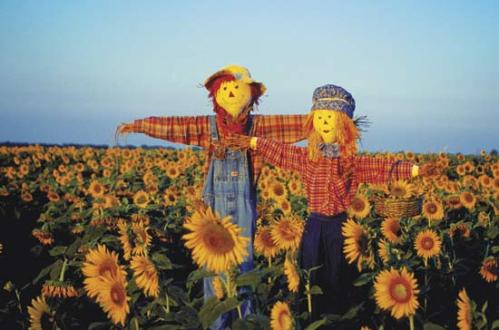 Scarecrow Field