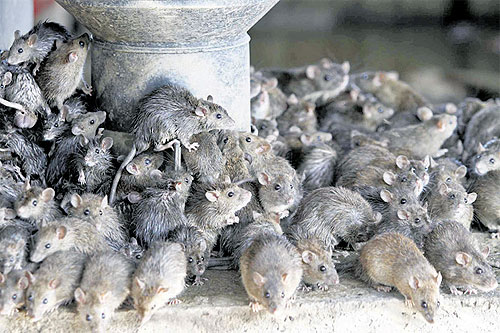 Rats escaping the Bangkok floodwater crowd together underneath the elevated tollway in Laksi district.
