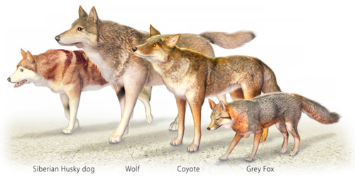 Canine Size Comparison