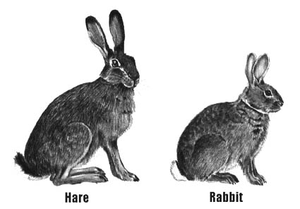 Hare vs Rabbit