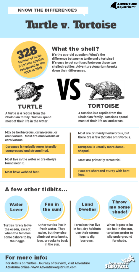 turtles-vs-tortoises1