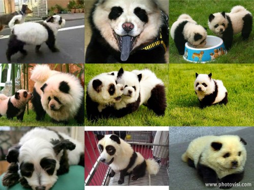 00 Panda Collage