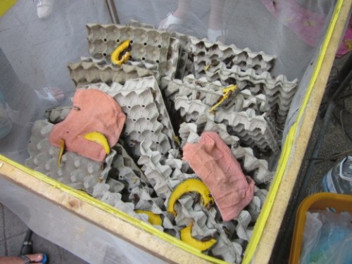 Werefox eating insects 2