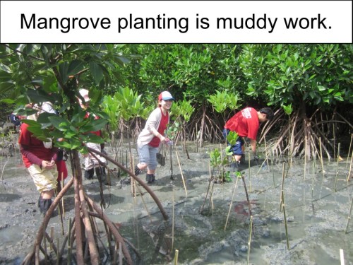 Orange Werefox Planting Mangroves 3