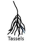 Palmistry-Tassels