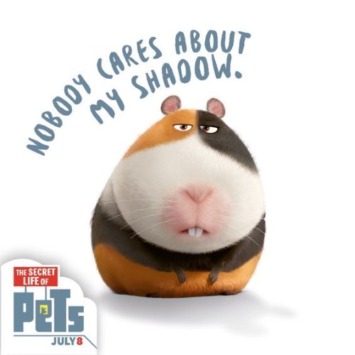 The Secret Life of Pets-Norman
