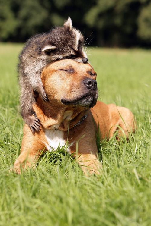 raccoon-and-dog